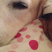 sleeping-in