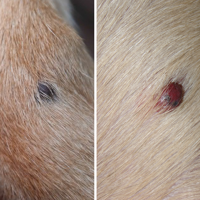 What Does Cancer Spots Look Like On Dogs